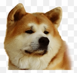 About Primal Spirit - Hokkaido Dog Png,Shiba Inu Transparent