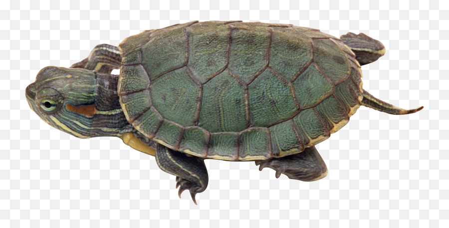 Turtle Png - Red Eared Slider Png,Turtles Png