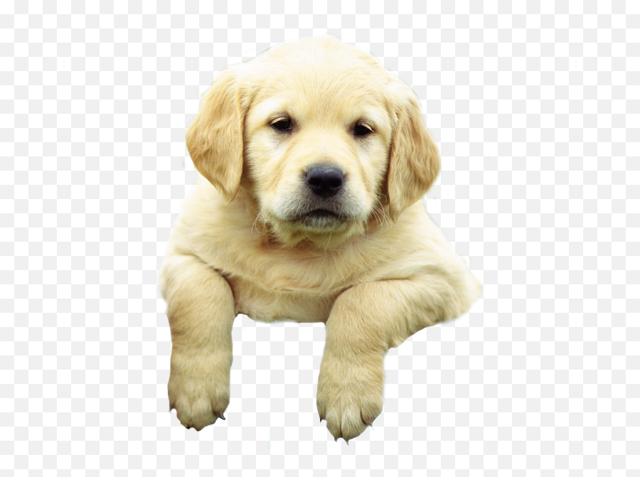 Puppy Png Transparent Puppypng Images Pluspng - Golden Retriever Breeds Of Dog,Dog Sitting Png