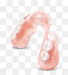 Index Of Images - Giant Pacific Octopus Png,Dentures Png