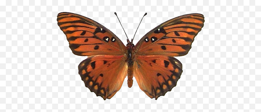 Gulf Fritillary - Agraulis Vanillae Icon 512x512px Ico Png Gulf Fritillary,Monarch Butterfly Icon