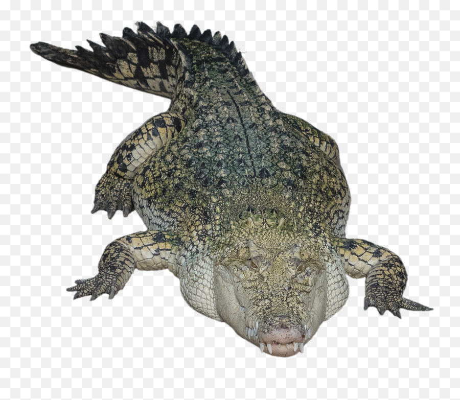 Transparent Alligator Bye Picture 1502416 - Crocodile With Transparent Background Png,Bye Png