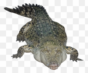 Transparent Alligator Bye Picture 1502416 - Crocodile With Transparent Background Png,Bye Png