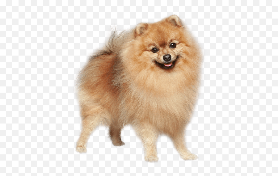 German Spitz Dog Breed Facts And Information - Wag Dog German Spitz Dog Png,Lol Cat/dog Icon