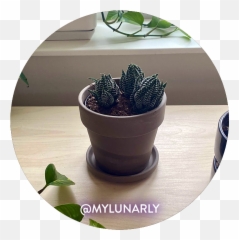 Zebra Plant - Gymnocalycium Png,Succulent Icon Transparent