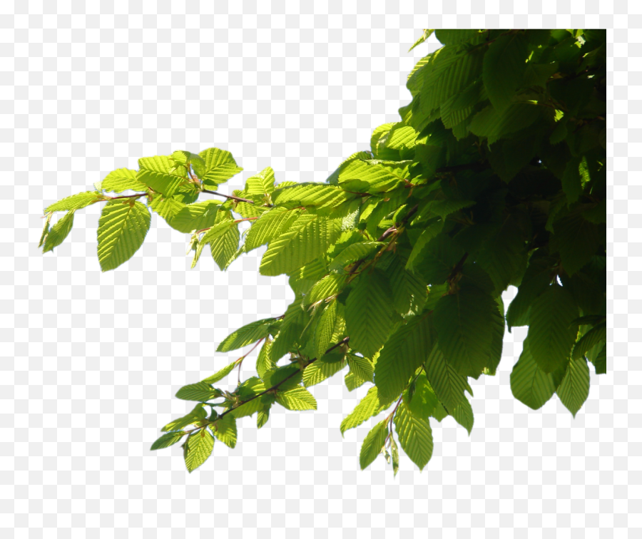 Png Transparent Branch - Tree Branch Png,Branch Png