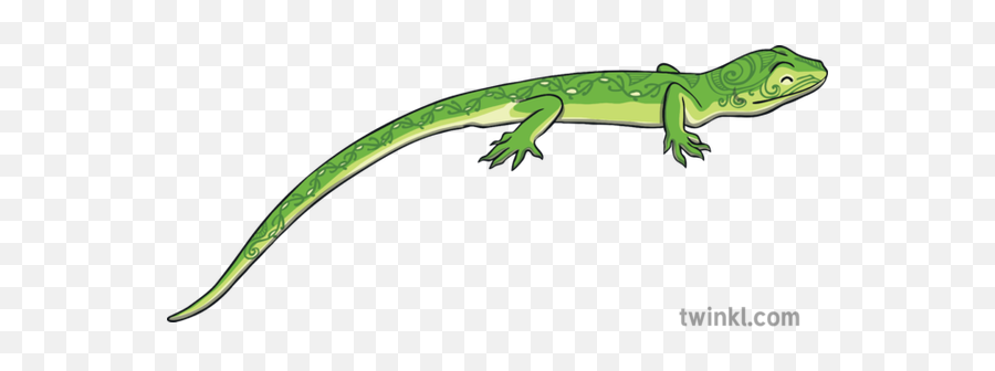 Taniwha Gecko Illustration - Twinkl Carolina Anole Png,Gecko Png