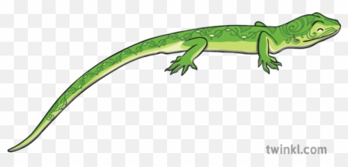 Taniwha Gecko Illustration - Twinkl Carolina Anole Png,Gecko Png