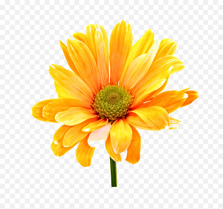Colorful Flowers Png Orange Daisy - Orange Flower,Orange Flowers Png