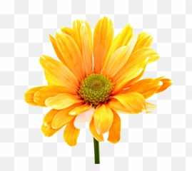 Colorful Flowers Png Orange Daisy - Orange Flower,Orange Flowers Png