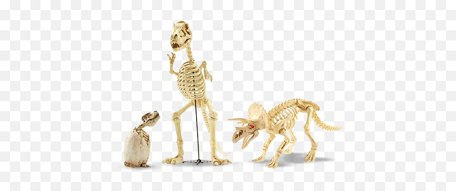 Download A Assortment Of Dinosaur Skeletons - Dinosaur Skeleton Png,Dinosaur Skull Png