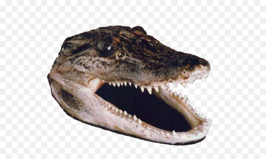 Download Gator Head - Transparent Crocodile Head Png Png Crocodile Head No Background,Gator Png