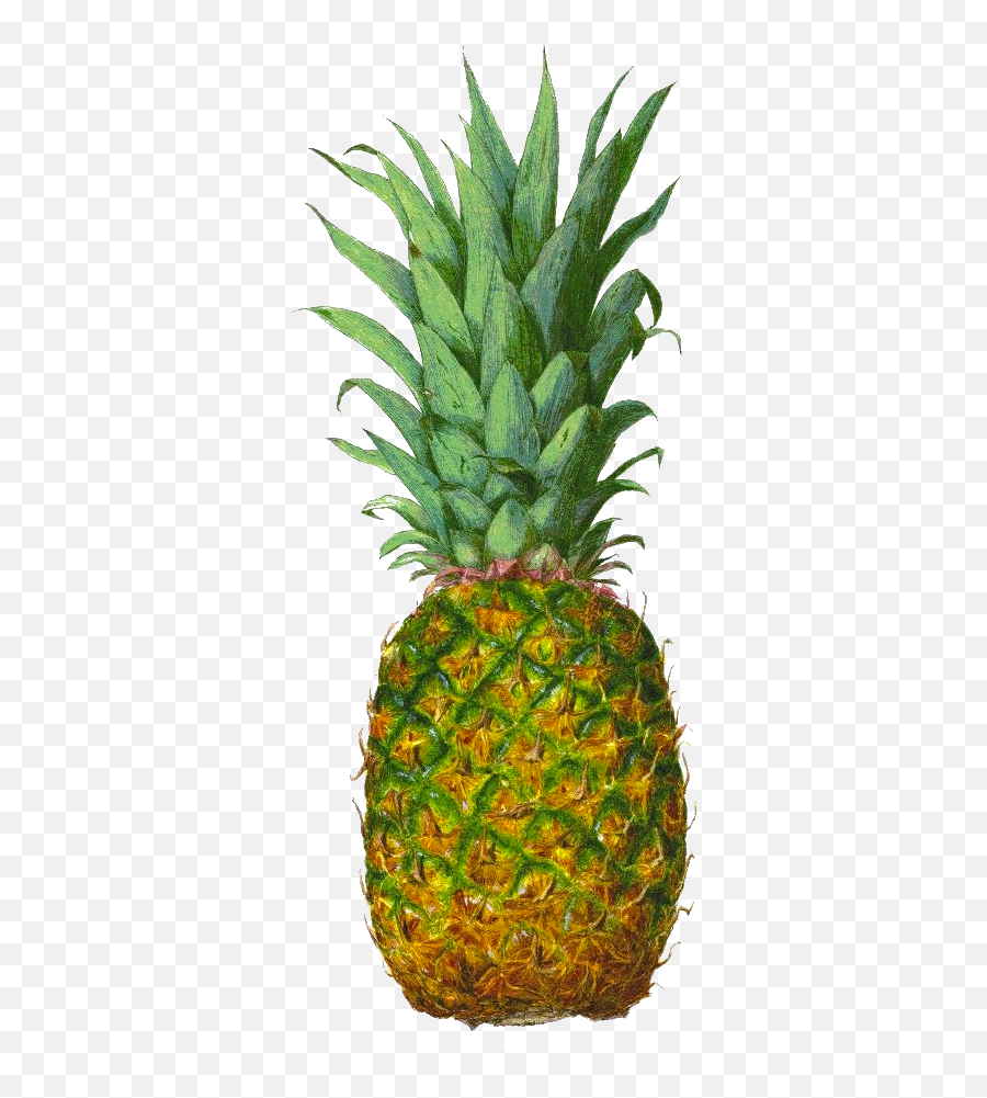 Pineapple Juice Tropical Fruit - Pineapple Png Download Pineapple Transparent Background Dev,Pineapple Slice Icon