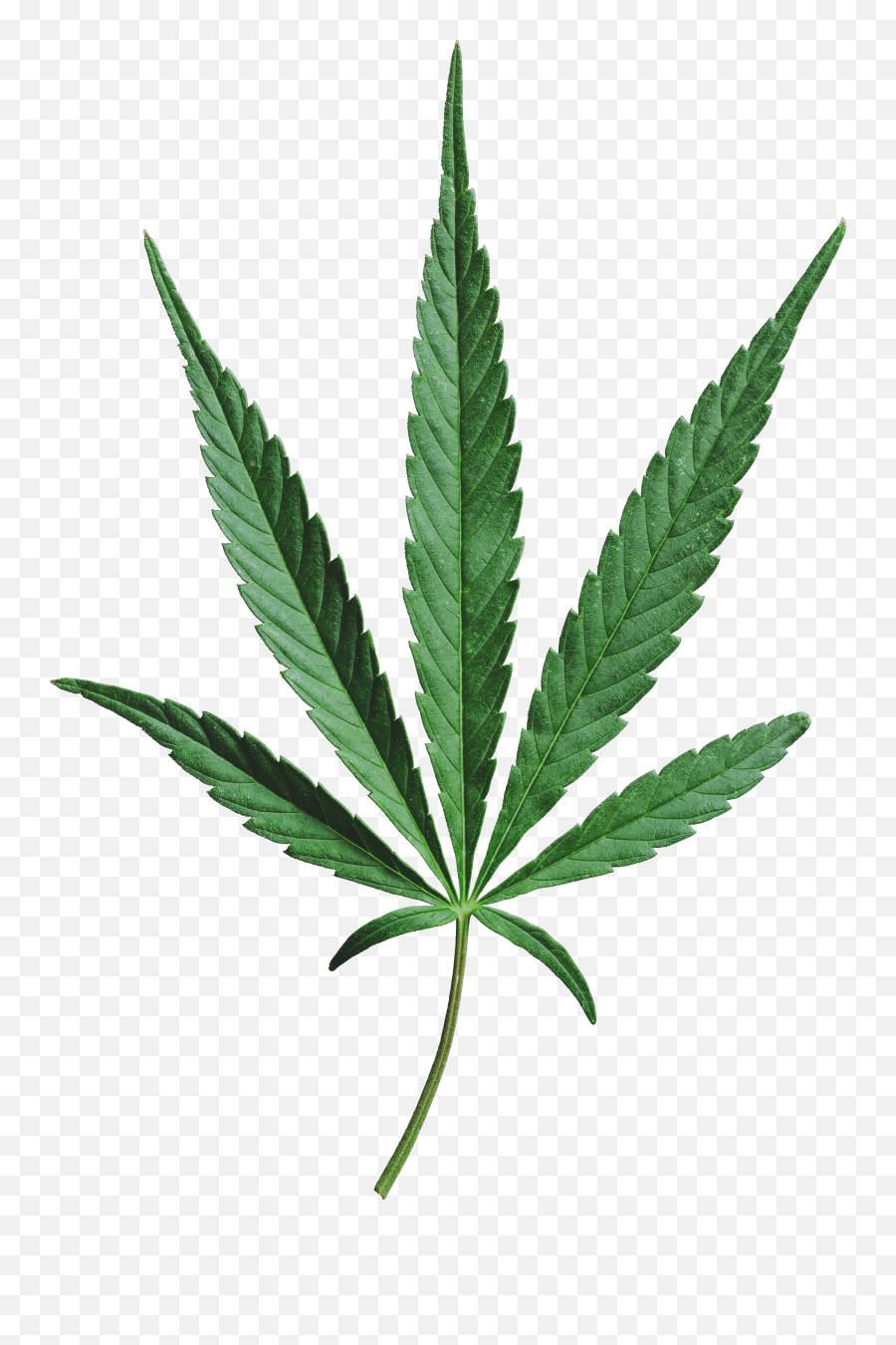 Cannabis - Mustgrow Houseplant Png,Cannabis Leaf Png