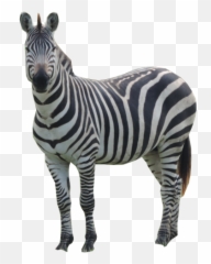 Tupelo Buffalo Park And Zoo - Tupelo Ms Transparent Background Zebra Png,Animals Transparent Background