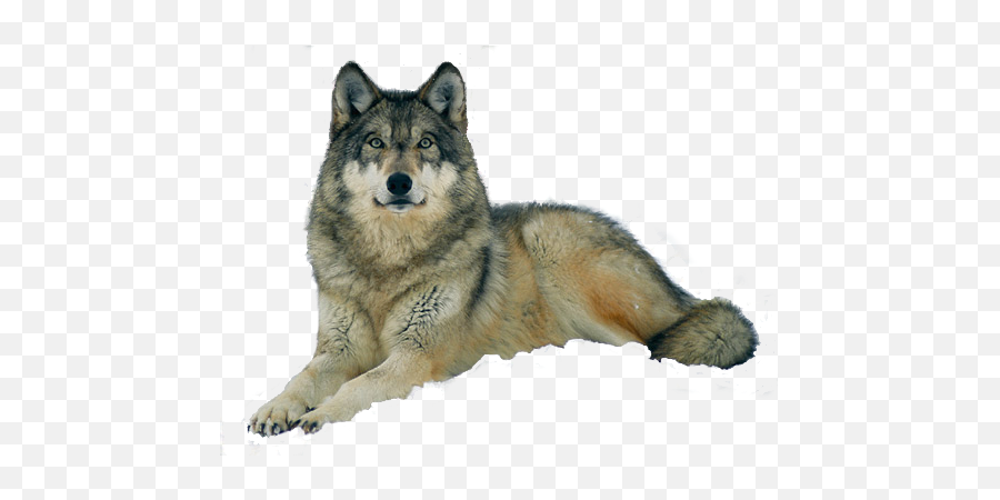 Png Background - Captive Grey Canis Lupus,Wolf Transparent