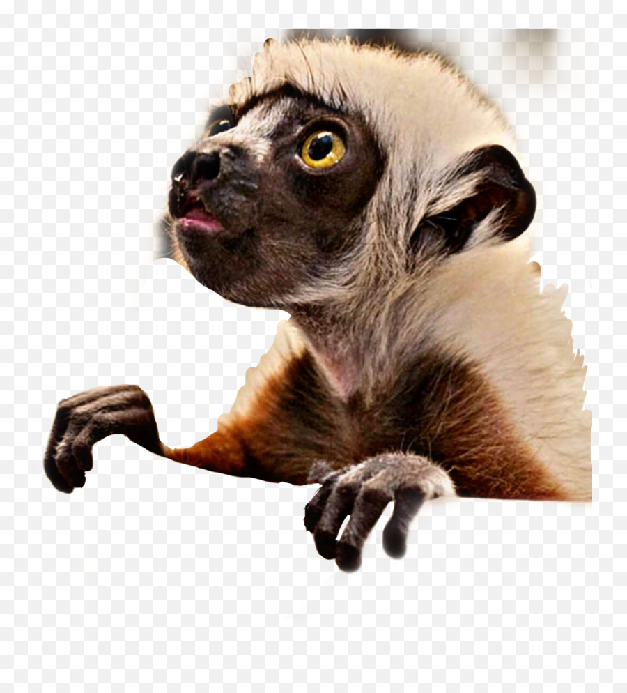 Download Hd Baby Lemur Animal Cute Furry Curious Freetoedit - Cachorros De Animales En Peligro De Extincion Png,Lemur Png