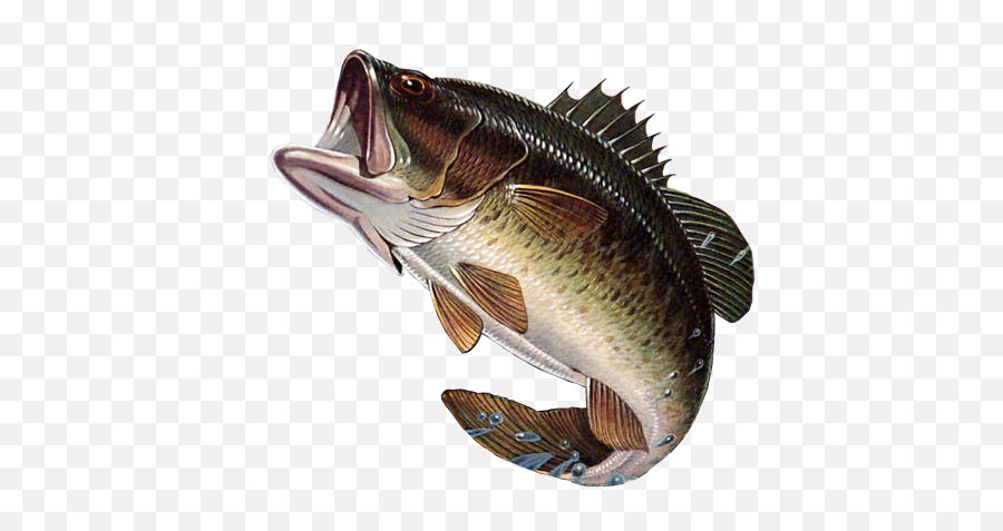 Largemouth Bass Png - Largemouth Bass Png,Bass Fish Png