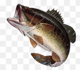 Largemouth Bass Png