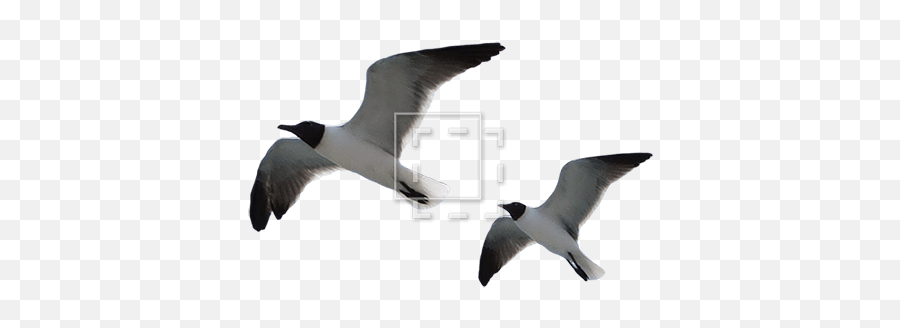 Two Seagulls - Immediate Entourage Laughing Gull Png,Seagulls Png