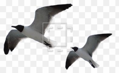 Two Seagulls - Immediate Entourage Laughing Gull Png,Seagulls Png