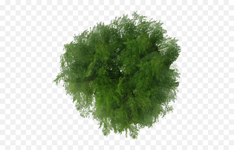 Viewer Top Tree Plan File View Clipart - Top View Tree Plan Png,Grass Top View Png