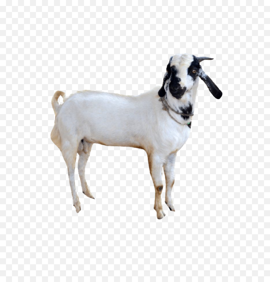 White Goat Black Face Png Transparent - Indian Goat With White Background,Cow Face Png