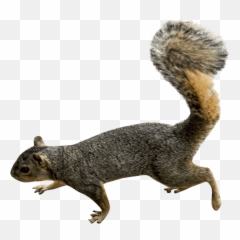 Squirrel Left Transparent Png - Squirrel Png,Squirrel Transparent Background