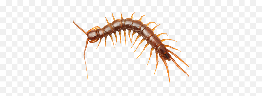 Drawing Insects Centipede Transparent - Centipedes Png,Centipede Png