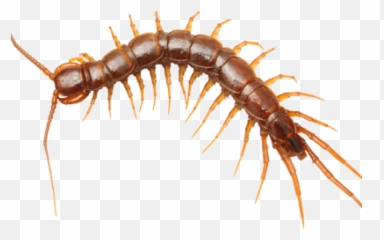 Drawing Insects Centipede Transparent - Centipedes Png,Centipede Png