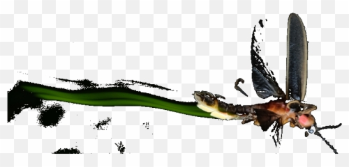 Fireflies - Illustration Png,Firefly Png