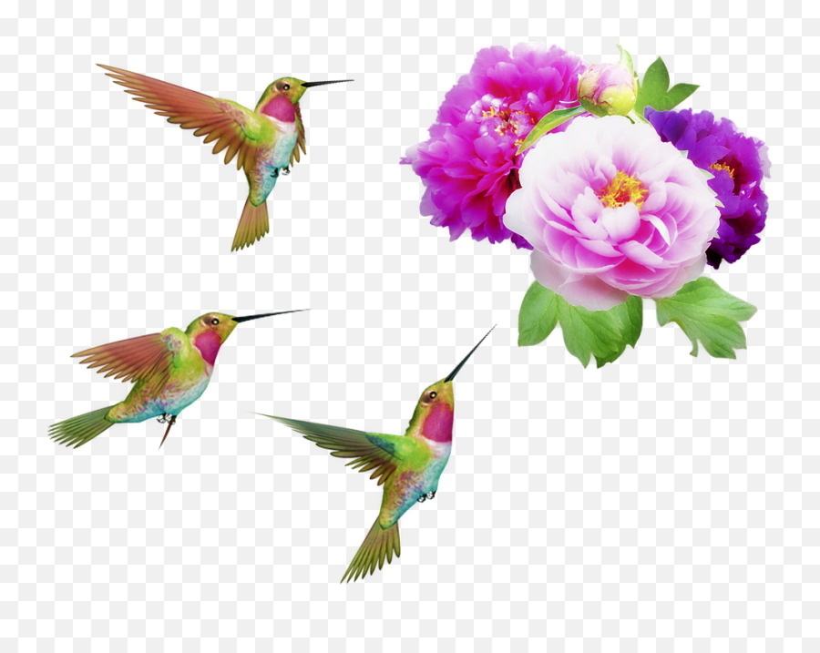 Flowers And Hummingbirds Orton Effect Peonies Png