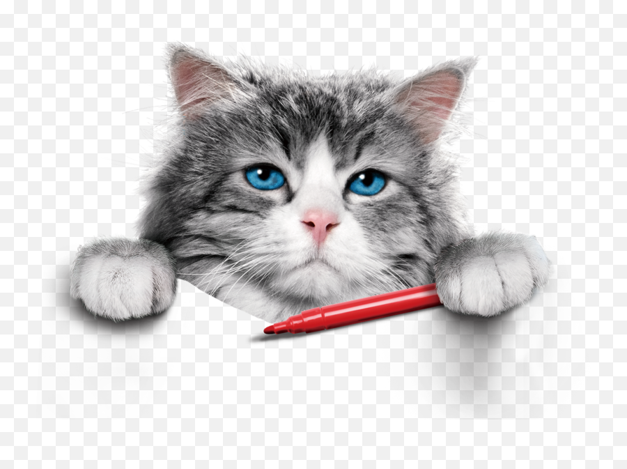 Download Grant Poster Brand Felix Cat Director Tom Clipart - Cute Cat Cat Png,Felix The Cat Png
