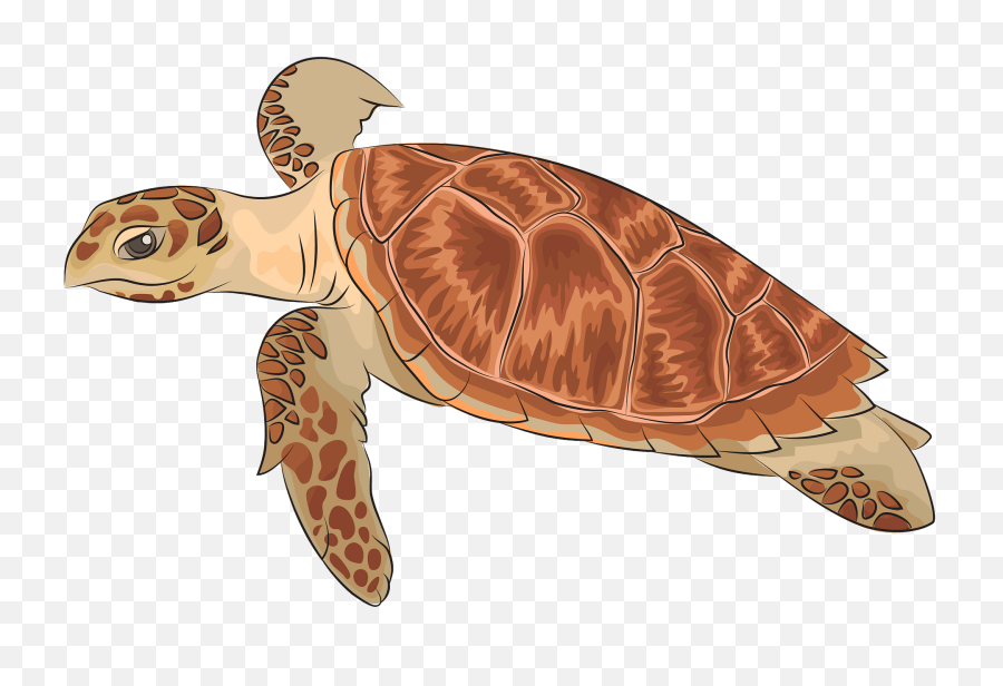 Hawksbill Sea Turtle Clipart Free Download Transparent Png - Sea Turtle Pattern,Turtle Clipart Png