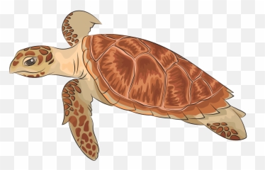 Hawksbill Sea Turtle Clipart Free Download Transparent Png - Sea Turtle Pattern,Turtle Clipart Png