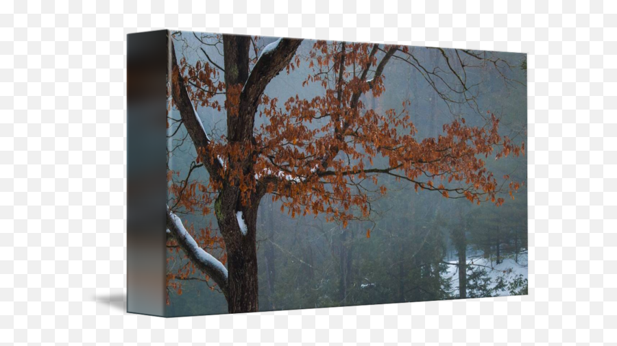Leaves Against Fog Background By Stephen Sepan Wall Art - Visual Arts Png,Fog Transparent Background