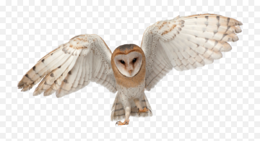 Barn Owl - Barn Owl Png,Barn Owl Png