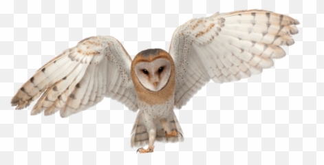 Barn Owl - Barn Owl Png,Barn Owl Png