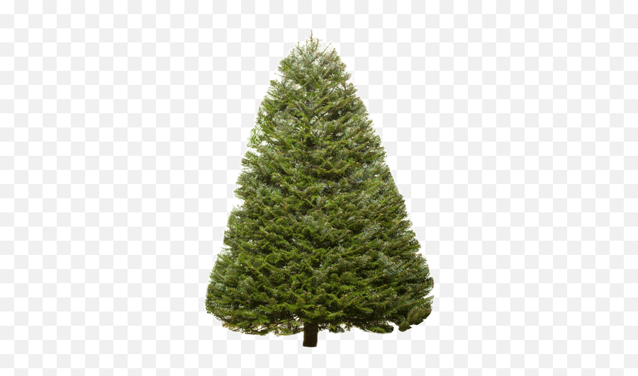 Fir - Tree Png Image Artificial Christmas Tree,Spruce Tree Png