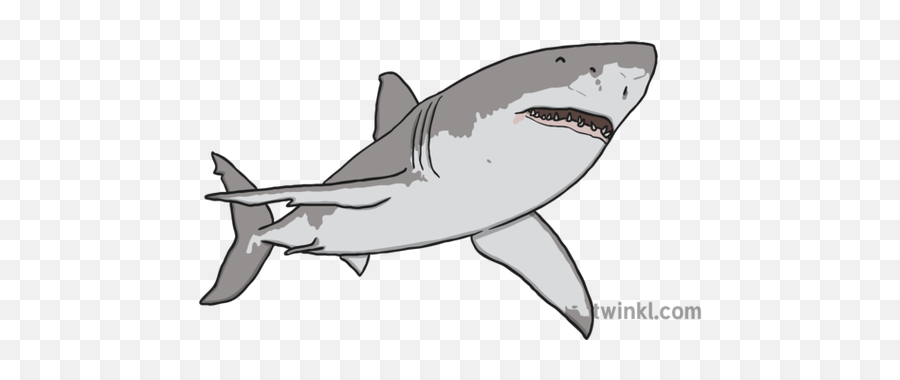 Great White Shark Illustration - Great White Shark Describing Adjectives Png,Great White Shark Png