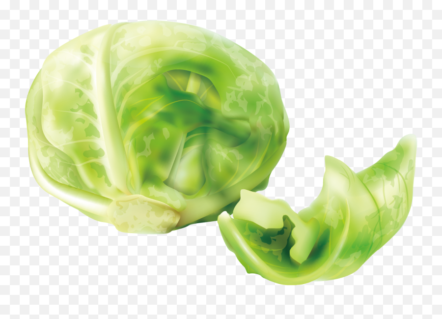 Download Cabbage Cruciferous Vegetables Lettuce - Cabbage Png,Cabbage Transparent Background