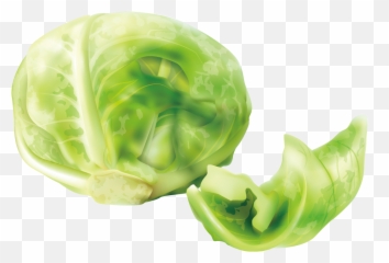 Download Cabbage Cruciferous Vegetables Lettuce - png