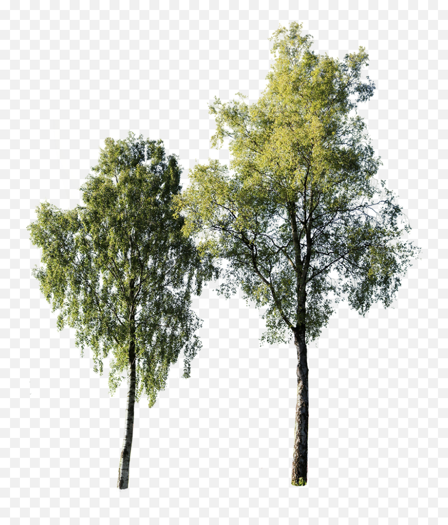 Betula Pendula Tree Photoshop Landscape - Tree Cut Out Betula Png,Transparent Trees