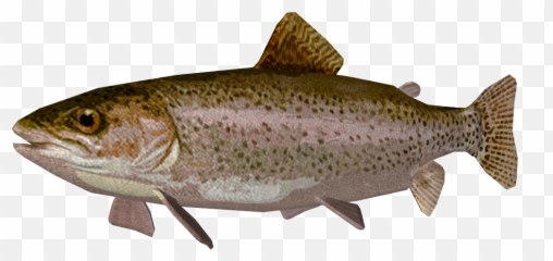 Download Trout Png Transparent - Trout Png,Trout Png