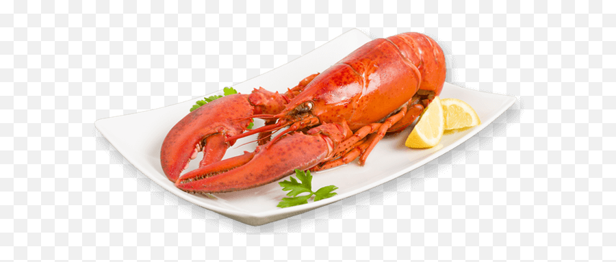 Cooked Lobster Png Transparent - Langosta Viva De Maine,Lobster Png