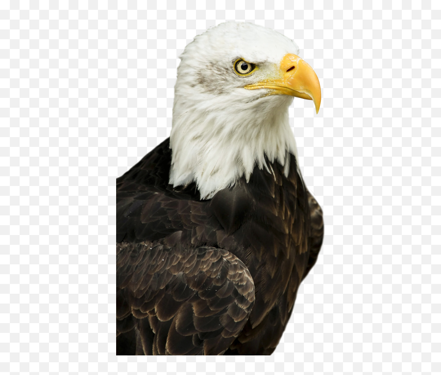 Eagle Png Transparent Image - Transparent Bald Eagle Png,Eagle Transparent