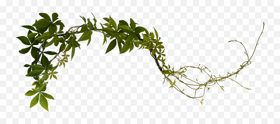 Vines - Vine Stock Png,Vines Png