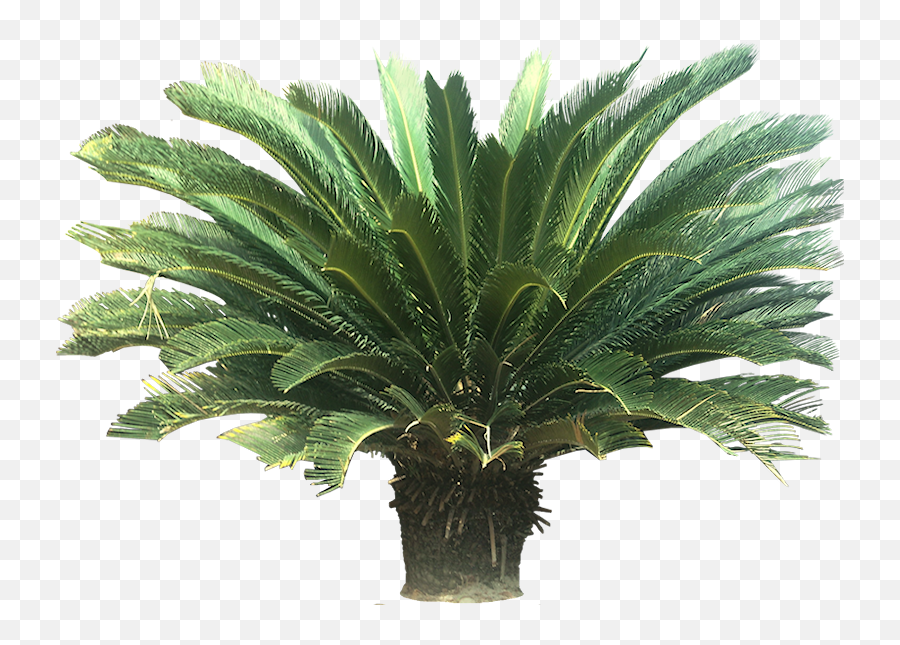 Sago Palm Clipart Png Image With No - Tropical Palm Plant,Tropical Plant Png