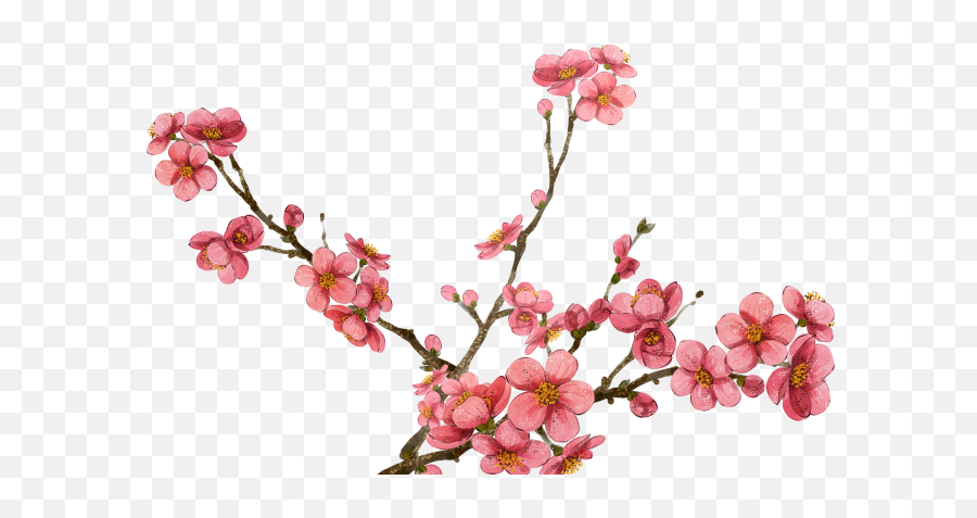 Sakura Blossom Clipart Plum Flower - Transparent Cherry Plum Blossom Flower Png,Sakura Png