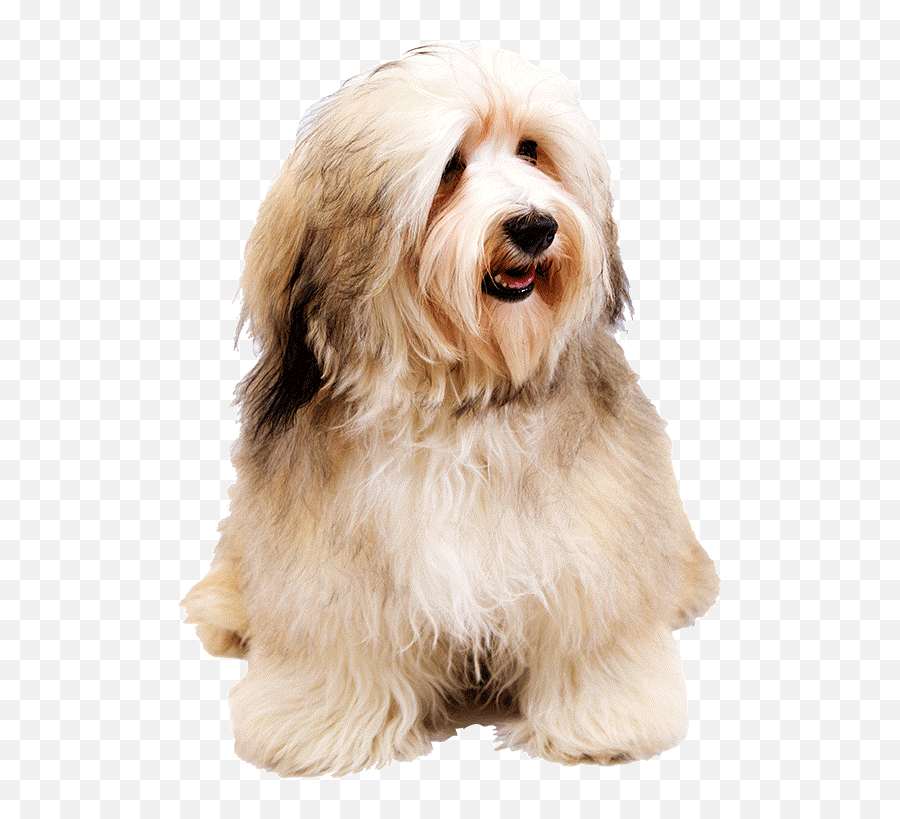 Download Small Dog Png - Havanese Dog,Dogs Png